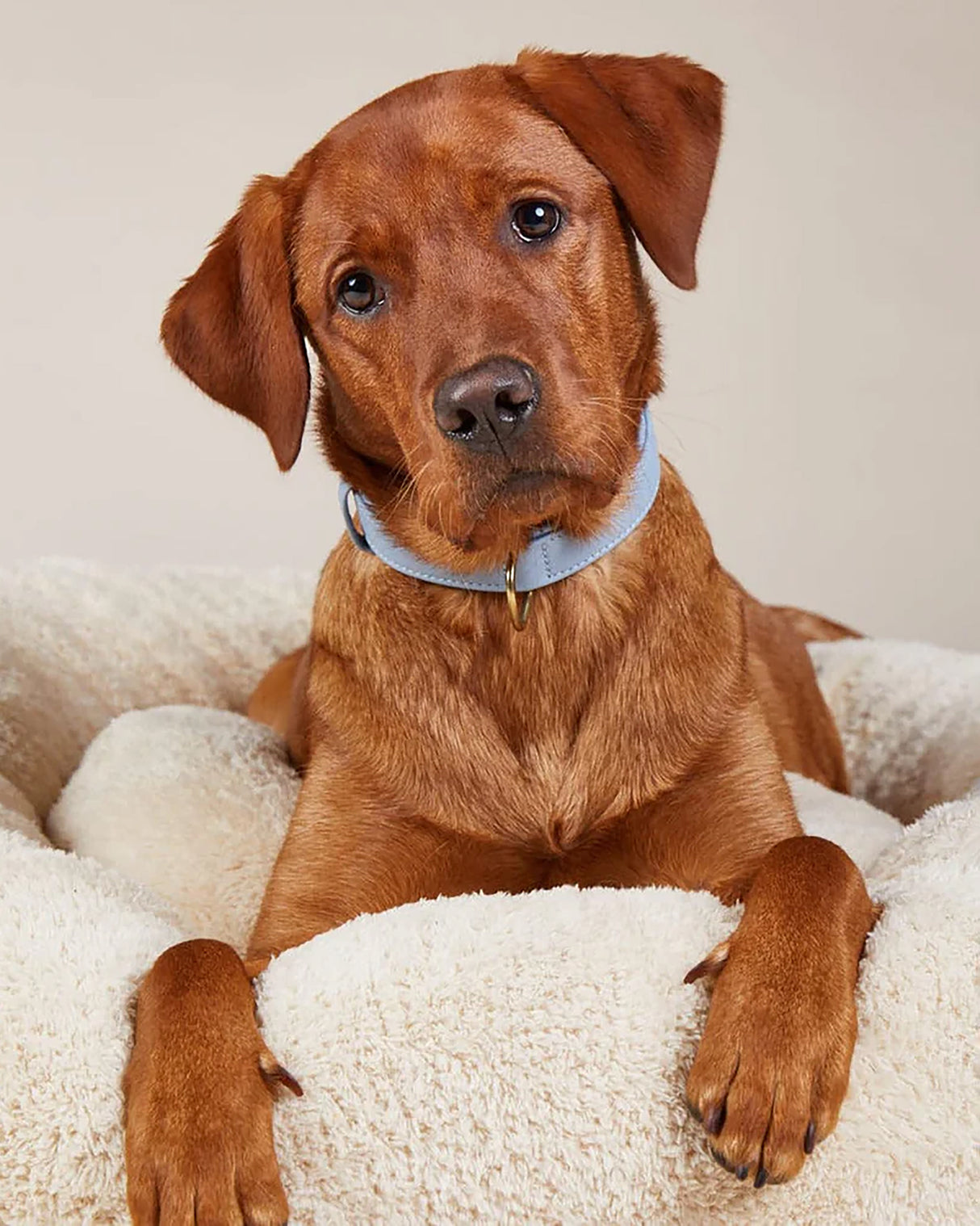 Plain Leather Collar | קולר עור לכלב