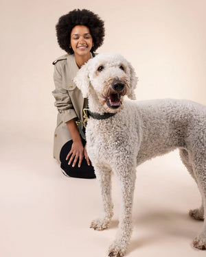 Prestige Leather Dog Collar | קולר עור נאפה קלוע לכלב