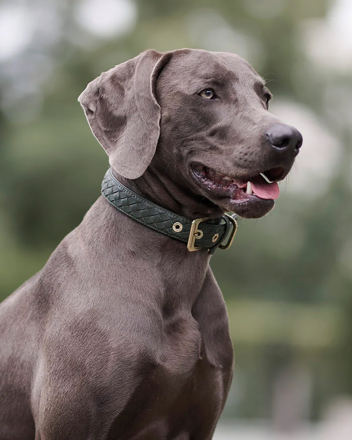 Prestige Leather Dog Collar | קולר עור נאפה קלוע לכלב