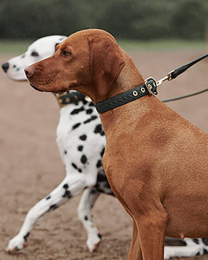 Prestige Leather Dog Collar | קולר עור נאפה קלוע לכלב