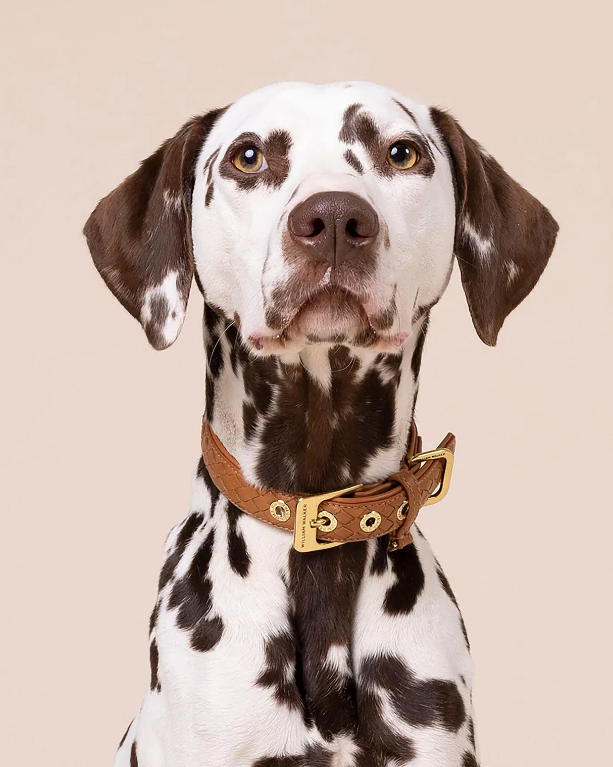 Prestige Leather Dog Collar | קולר עור נאפה קלוע לכלב