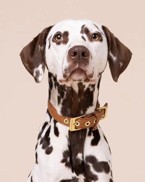 Prestige Leather Dog Collar | קולר עור נאפה קלוע לכלב