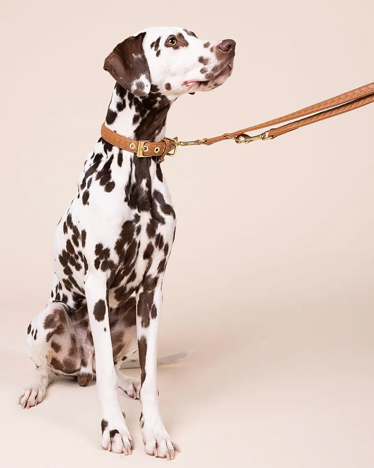 Prestige Leather Dog Collar | קולר עור נאפה קלוע לכלב