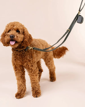 Prestige Leather Dog Leash | רצועת עור נאפה ארוכה ומתכווננת לכלב