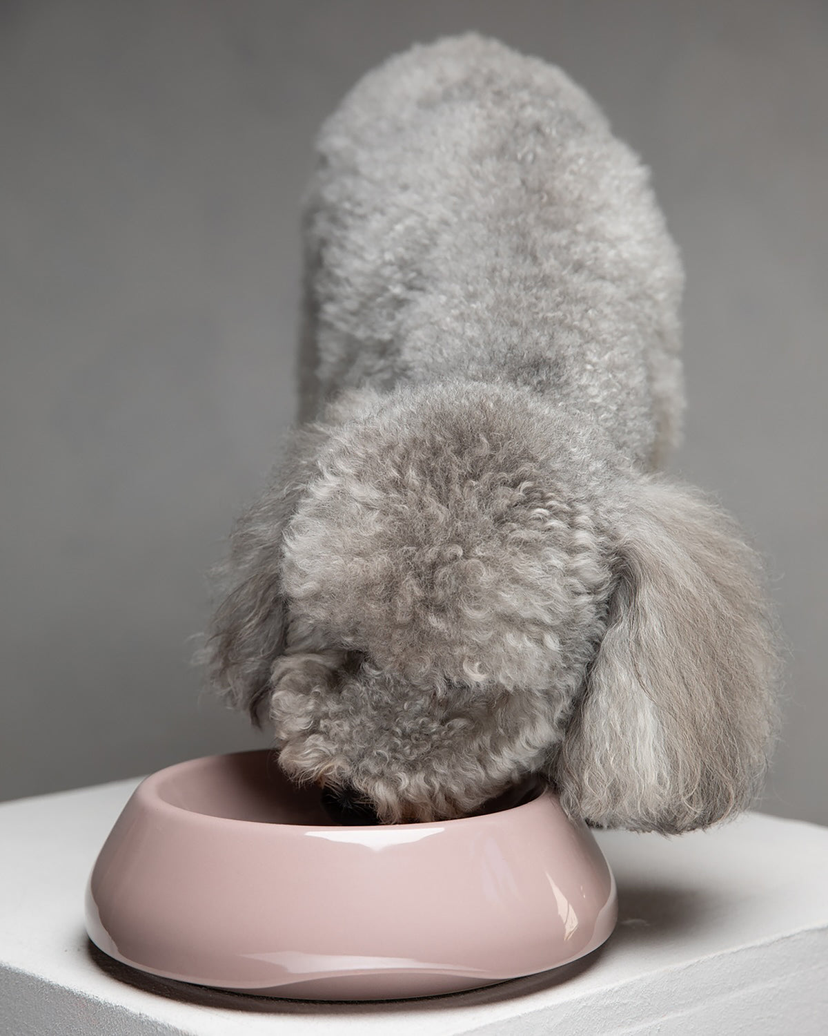 קערות לכלב ולחתול מקרמיקה איטלקית | SARAH DOG & CAT CERAMIC BOWLS