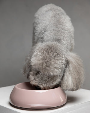 קערות לכלב ולחתול מקרמיקה איטלקית | SARAH DOG & CAT CERAMIC BOWLS