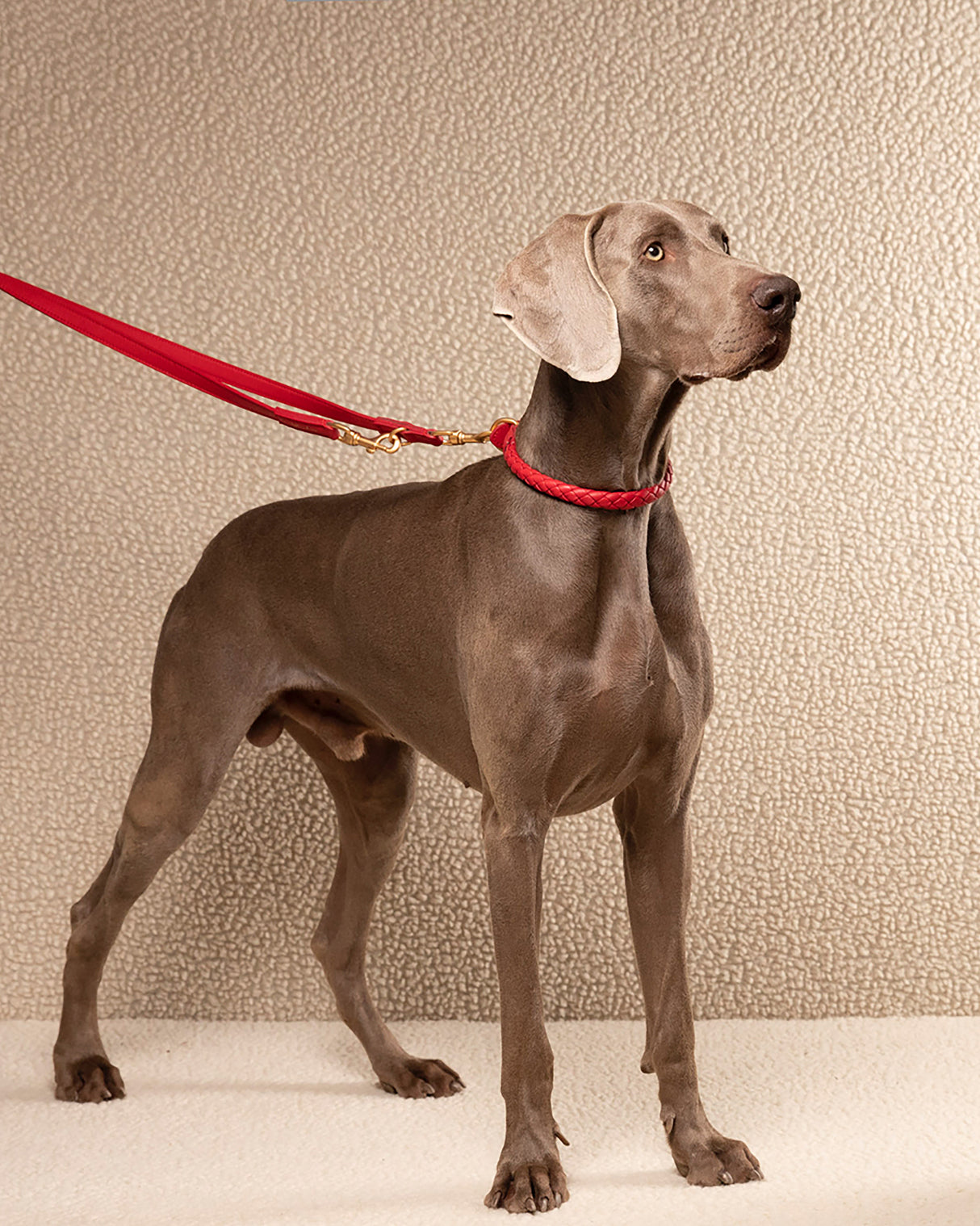 קולר קלוע לכלב מעור נאפה איטלקי | FERDINANDO NAPPA LEATHER COLLAR