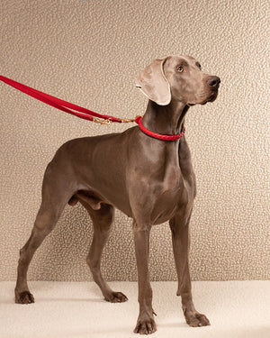קולר קלוע לכלב מעור נאפה איטלקי | FERDINANDO NAPPA LEATHER COLLAR