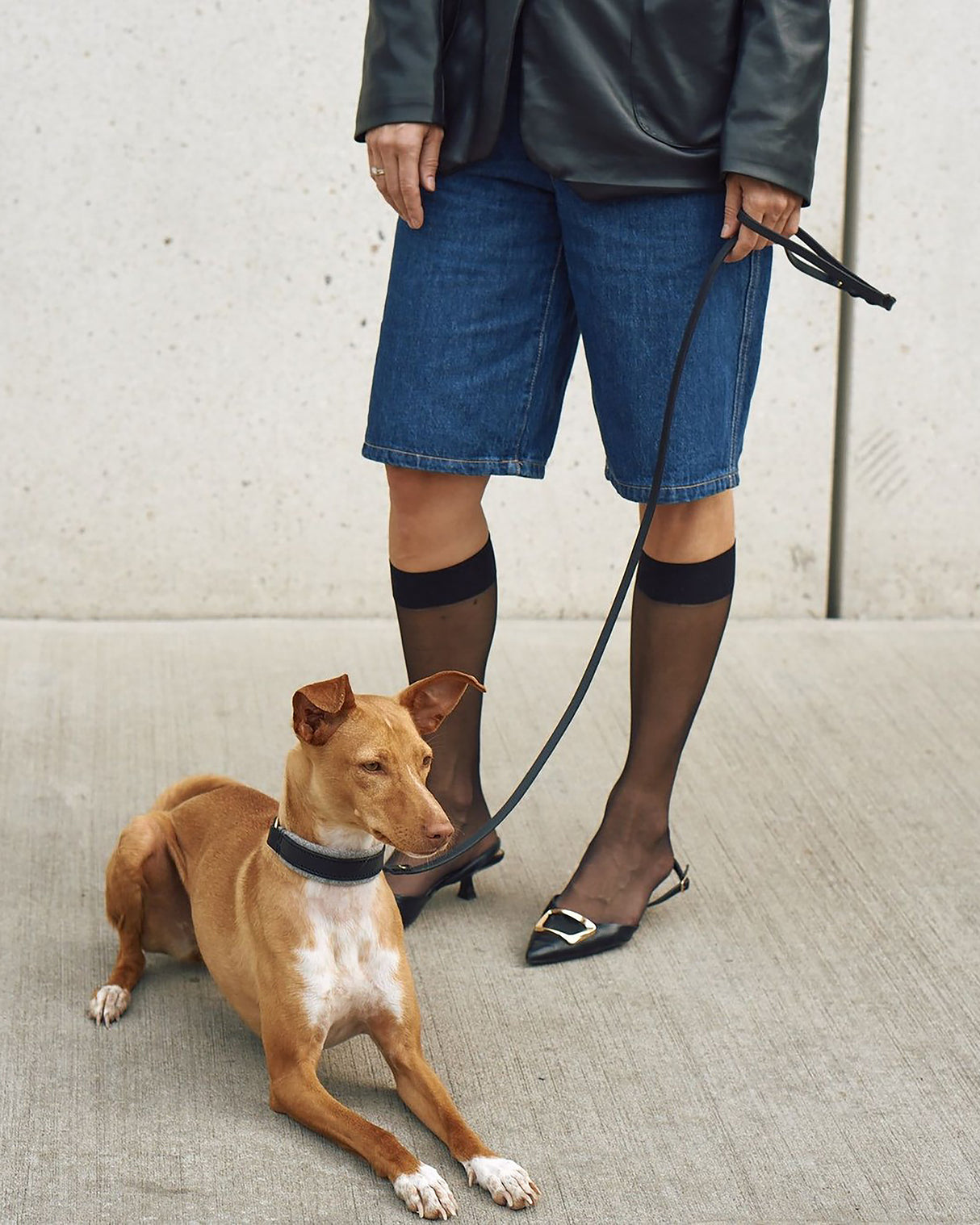 Siena Padded Leather Collar | קולר עור מרופד לכלב