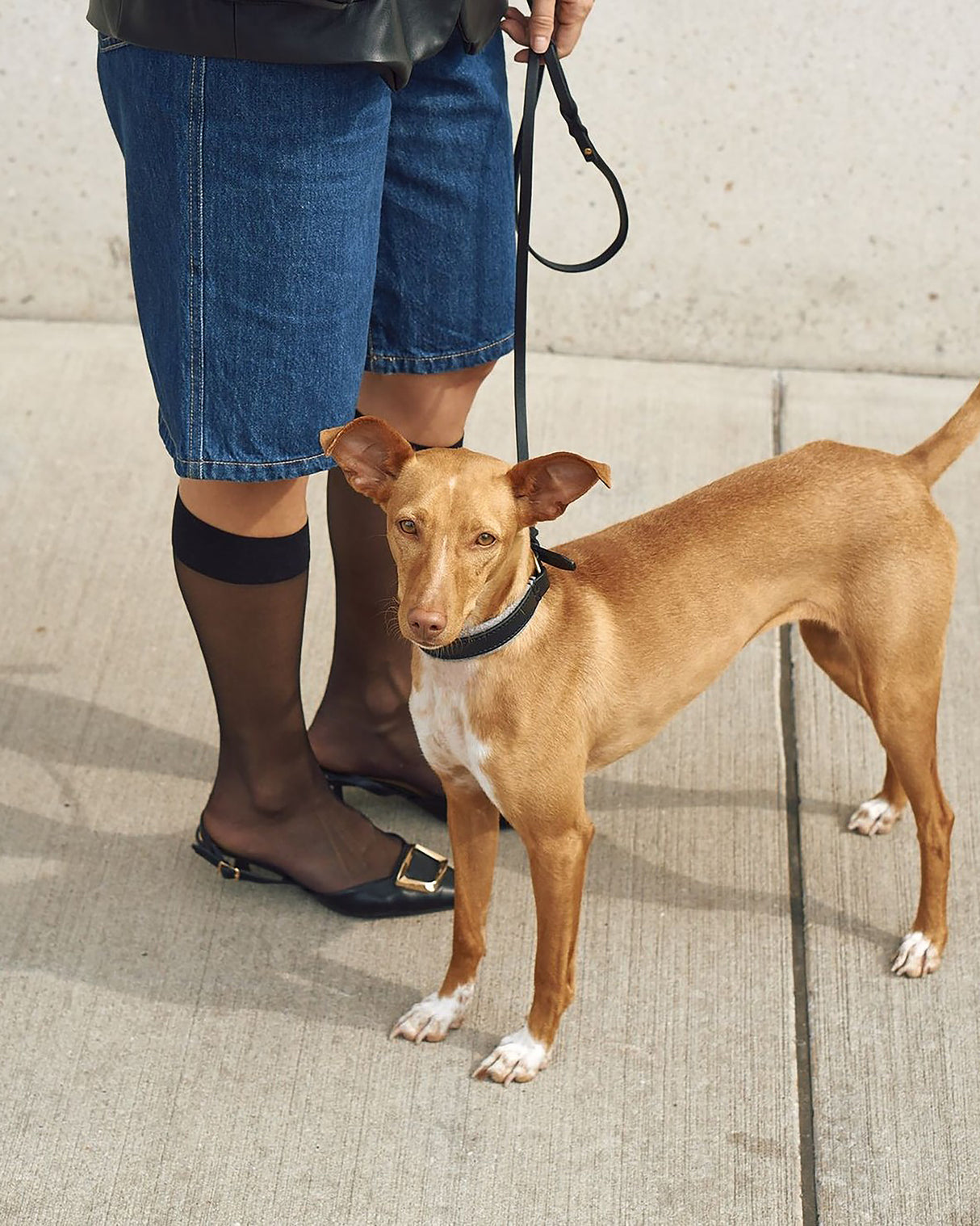 Siena Padded Leather Collar | קולר עור מרופד לכלב