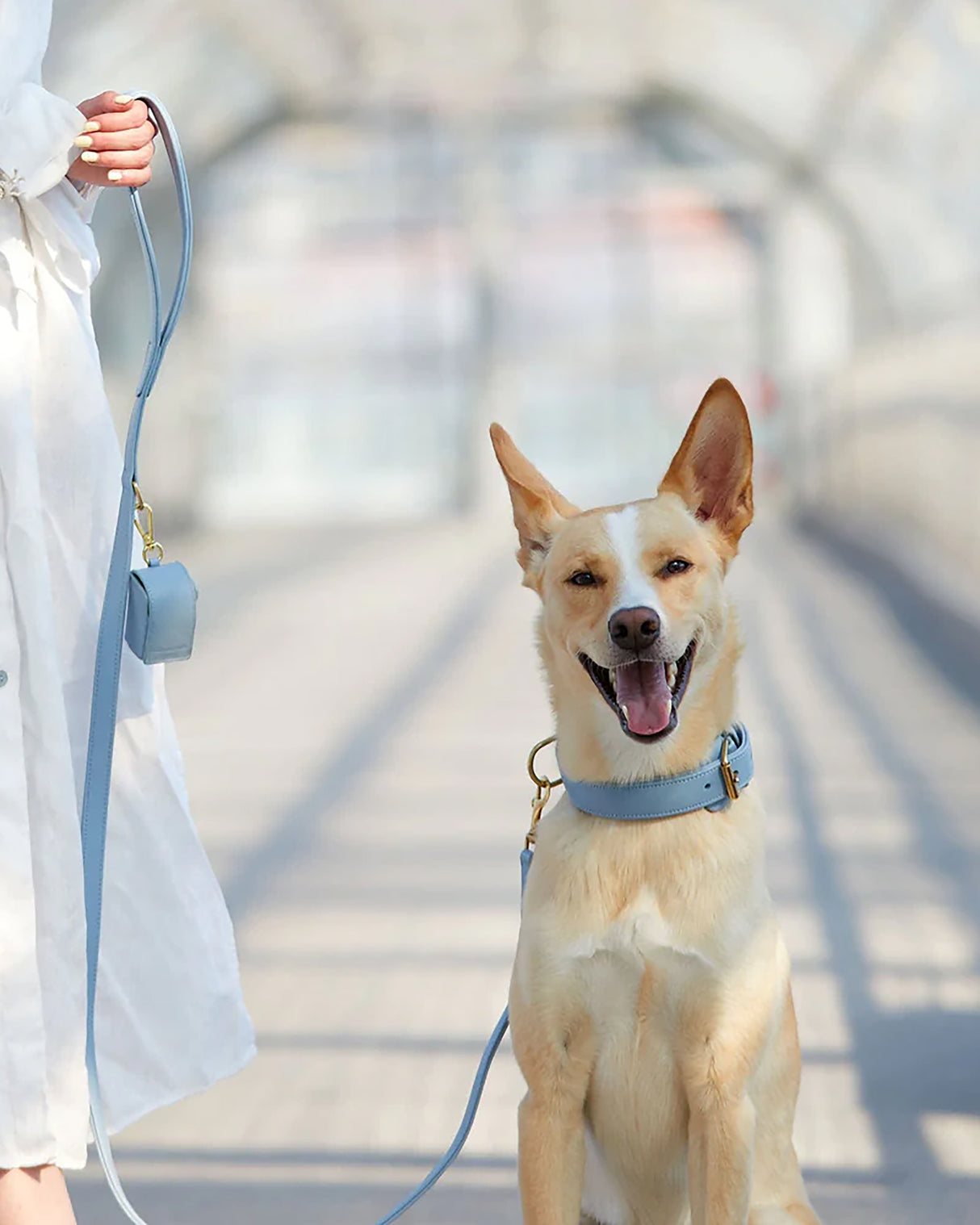 Plain Leather Collar | קולר עור לכלב