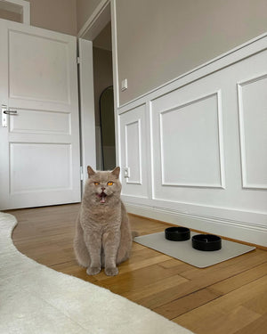SCODELLA CAT BOWL | קערת פורצלן לחתול