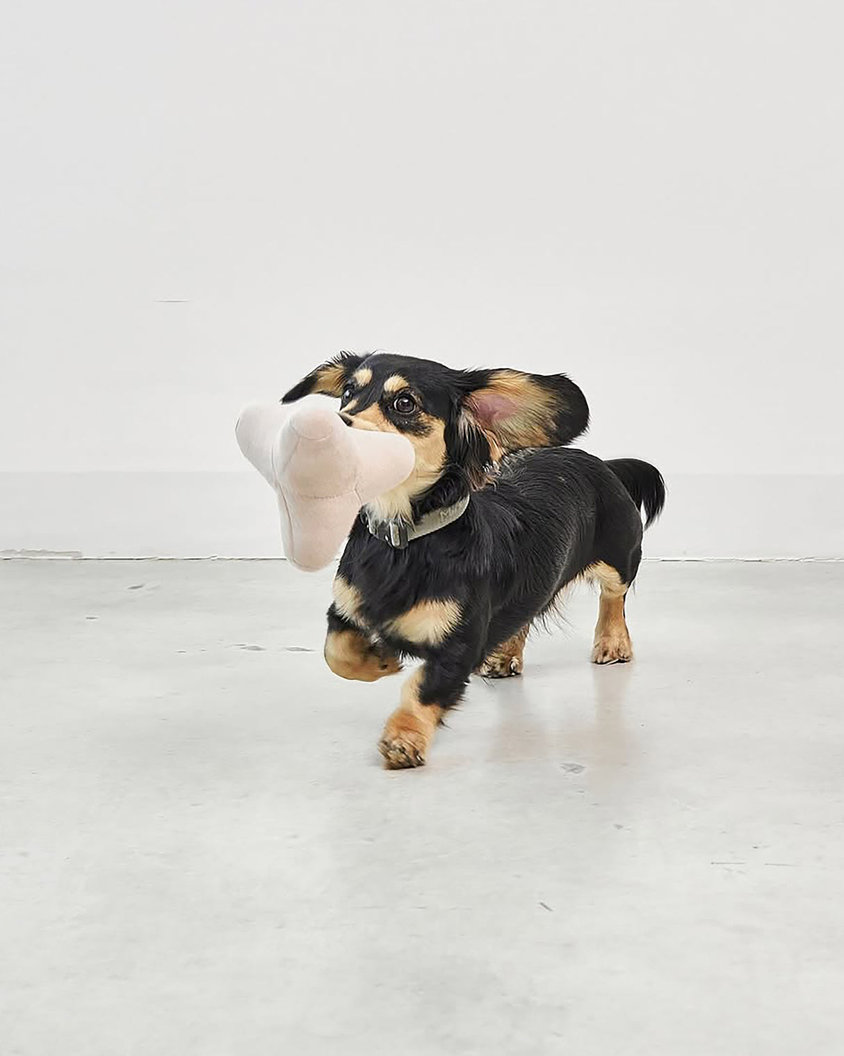 QUATTRO DOG TOY | צעצוע גאומטרי סרוג לכלב