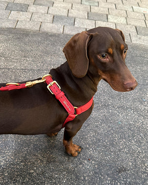 רתמה לכלב מעור נאפה איטלקי | MARIO NAPPA LEATHER DOG HARNESS