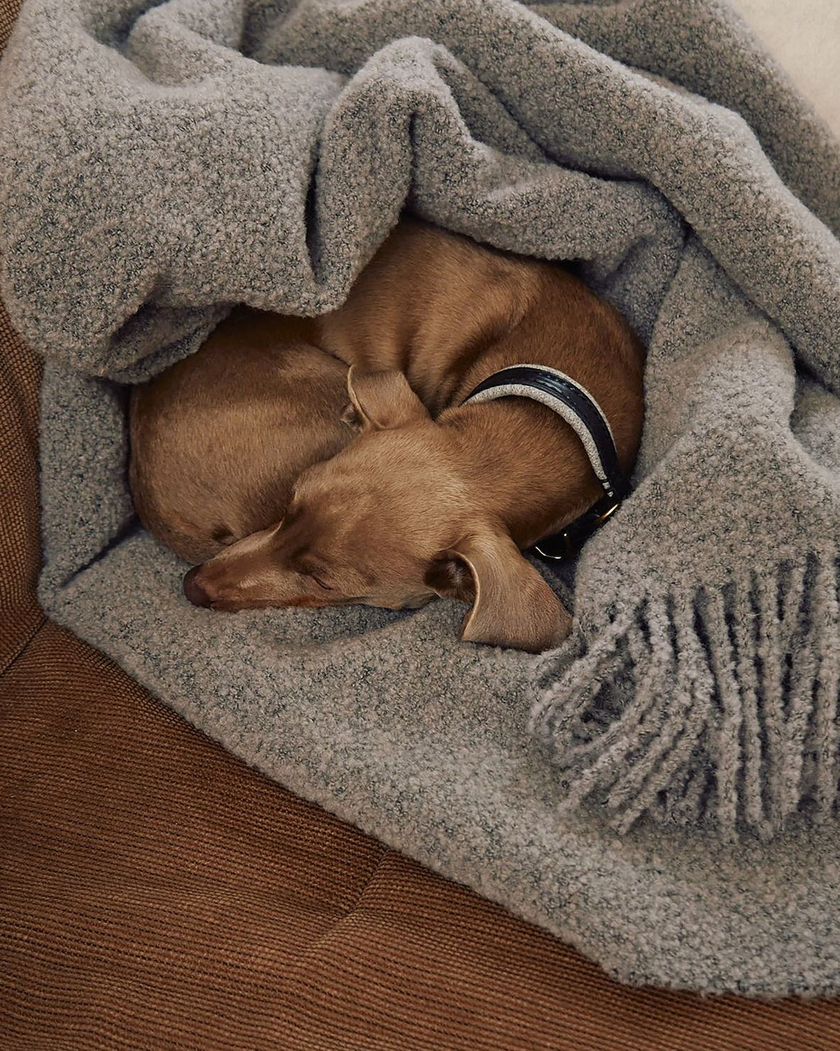 BUCCOLA THROW FAMILY BLANKET | שמיכה לכלב, לחתול ולבעלים