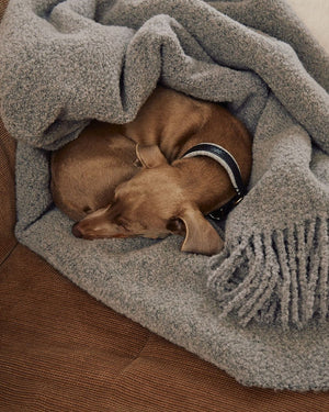 BUCCOLA THROW FAMILY BLANKET | שמיכה לכלב, לחתול ולבעלים