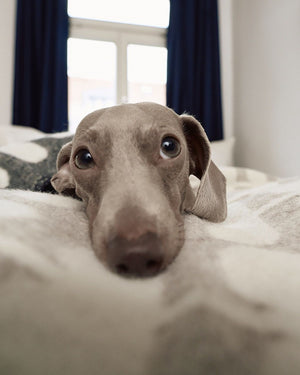 FLORA DOG WOOL BLANKET | שמיכה לכלב
