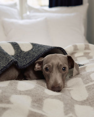 FLORA DOG WOOL BLANKET | שמיכה לכלב