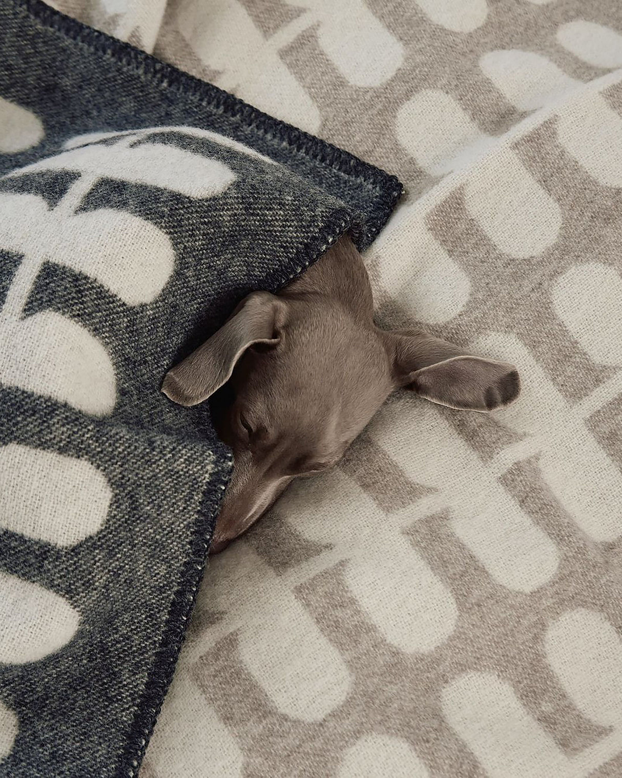 FLORA DOG WOOL BLANKET | שמיכה לכלב