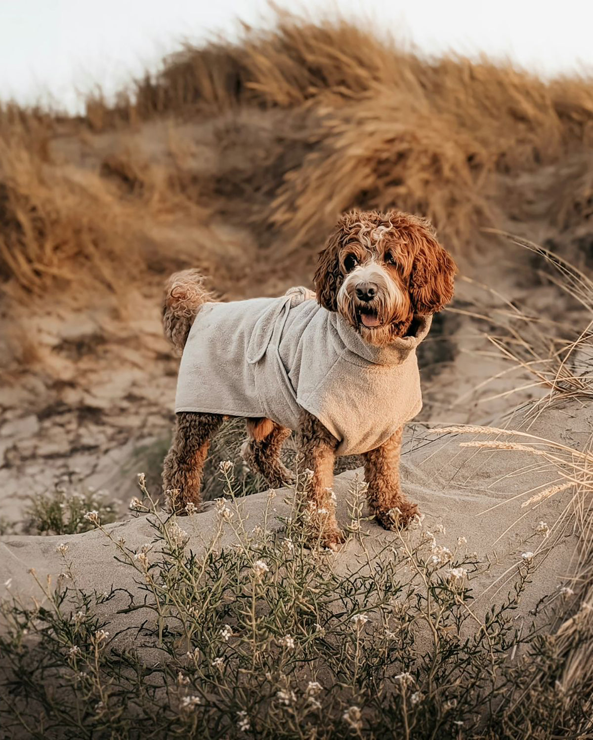 BAGNO DOG BATHROBE | חלוק רחצה לכלב