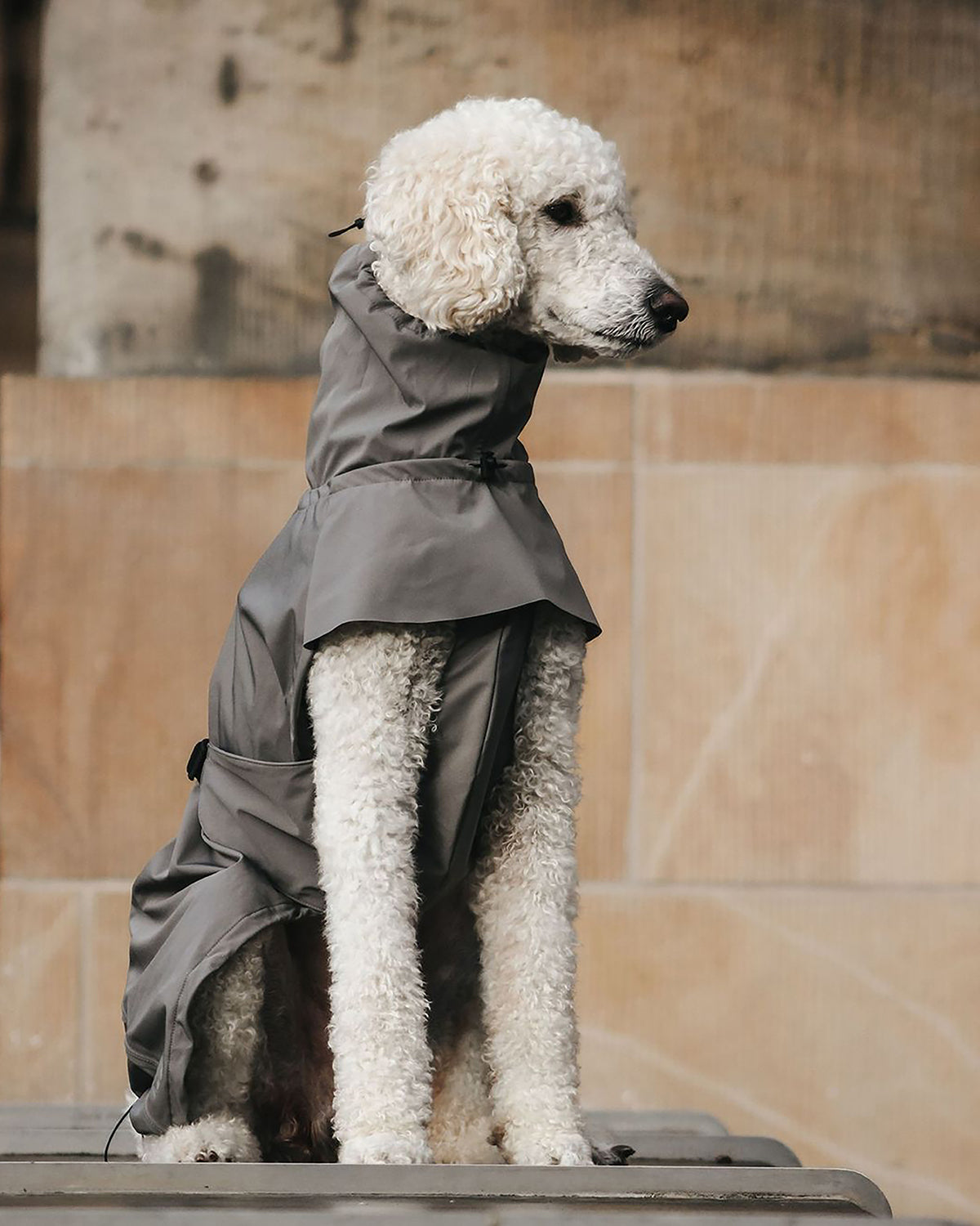 VALENTINA DOG RAINCOAT | מעיל גשם ורוח לכלב