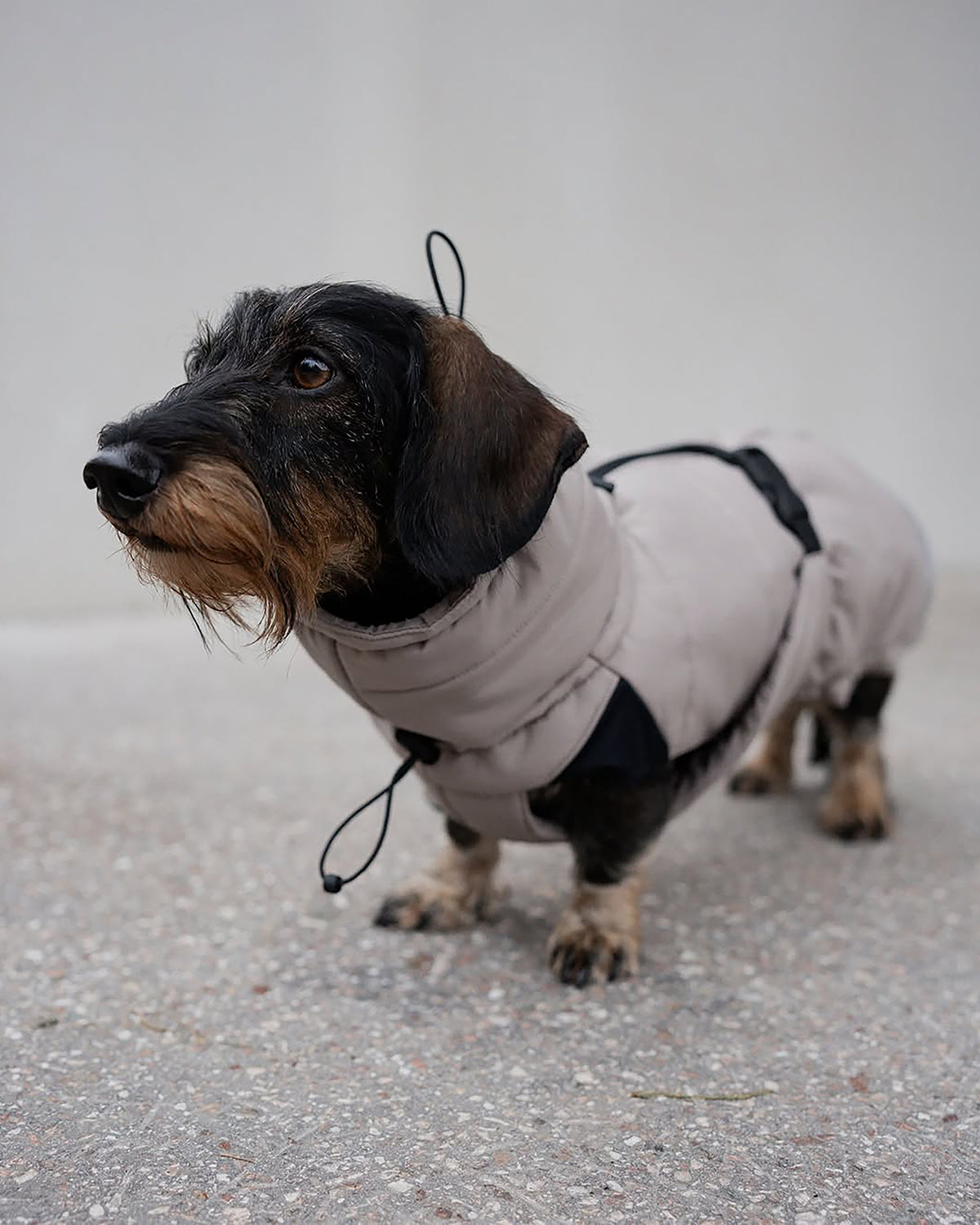 COSIMA DOG WINTER COAT | מעיל חורף לכלב