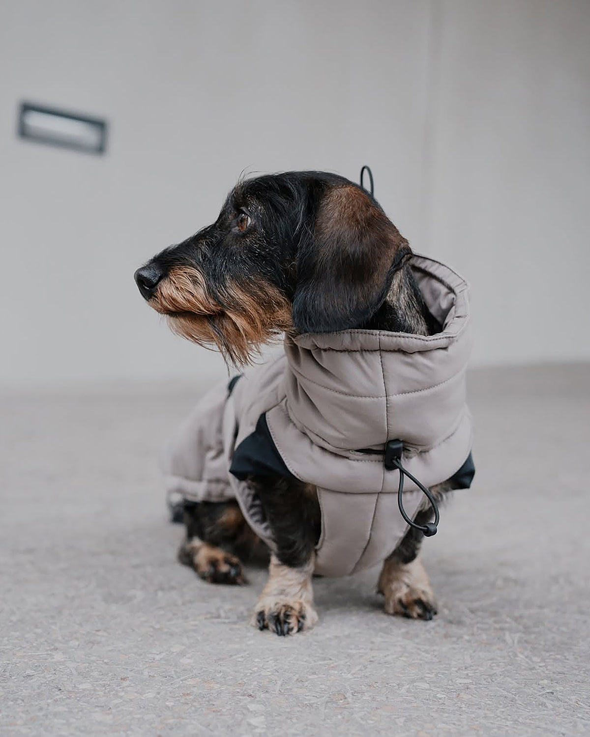 COSIMA DOG COAT | מעיל חורף לכלב