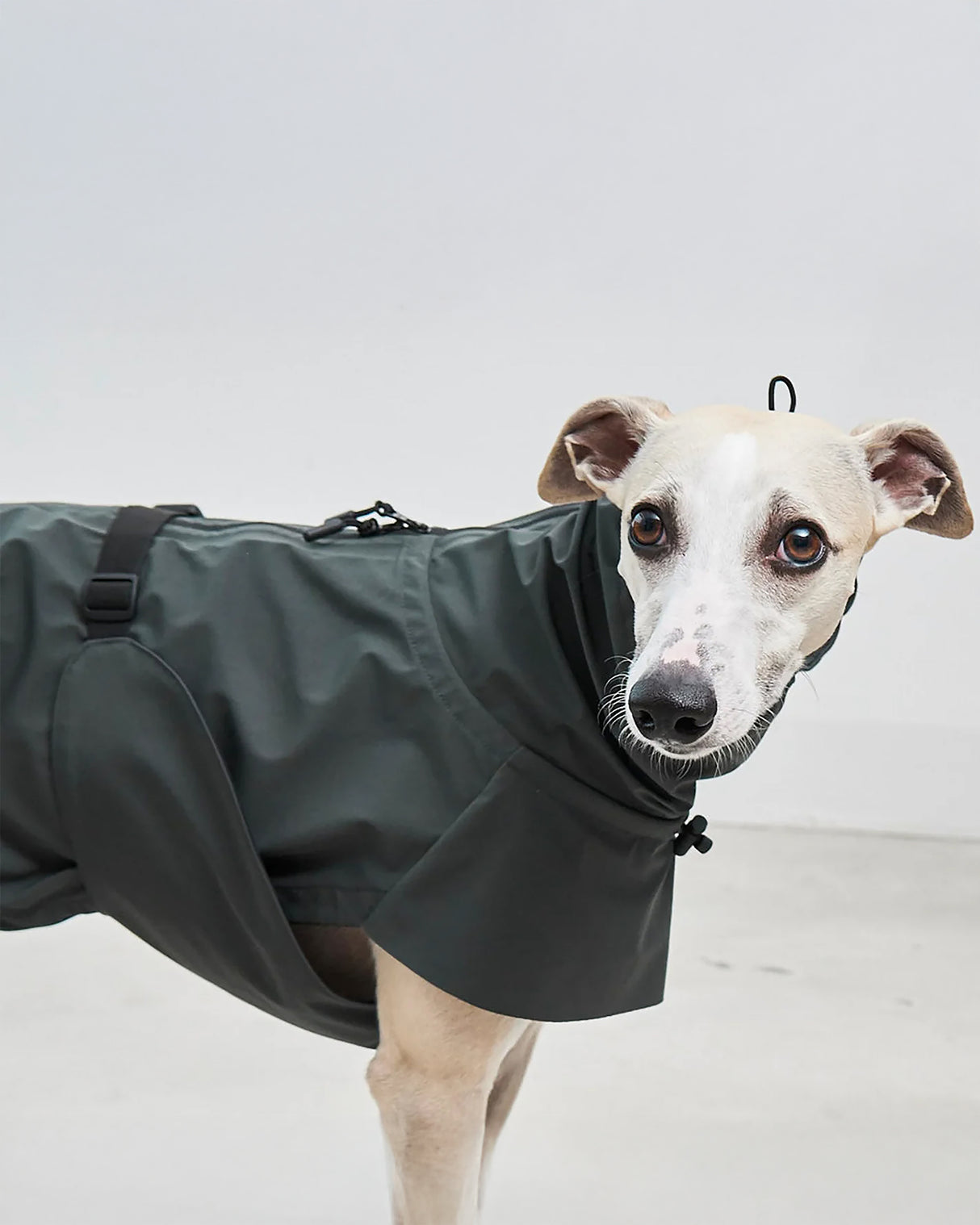 VALENTINA DOG RAINCOAT | מעיל גשם ורוח לכלב
