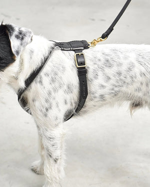 VERONA LEATHER DOG HARNESS | רתמת עור לכלב