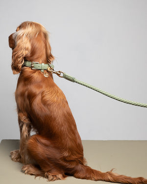 רצועה קלועה לכלב מעור נאפה איטלקי  | FERDINANDO NAPPA LEATHER LEASH