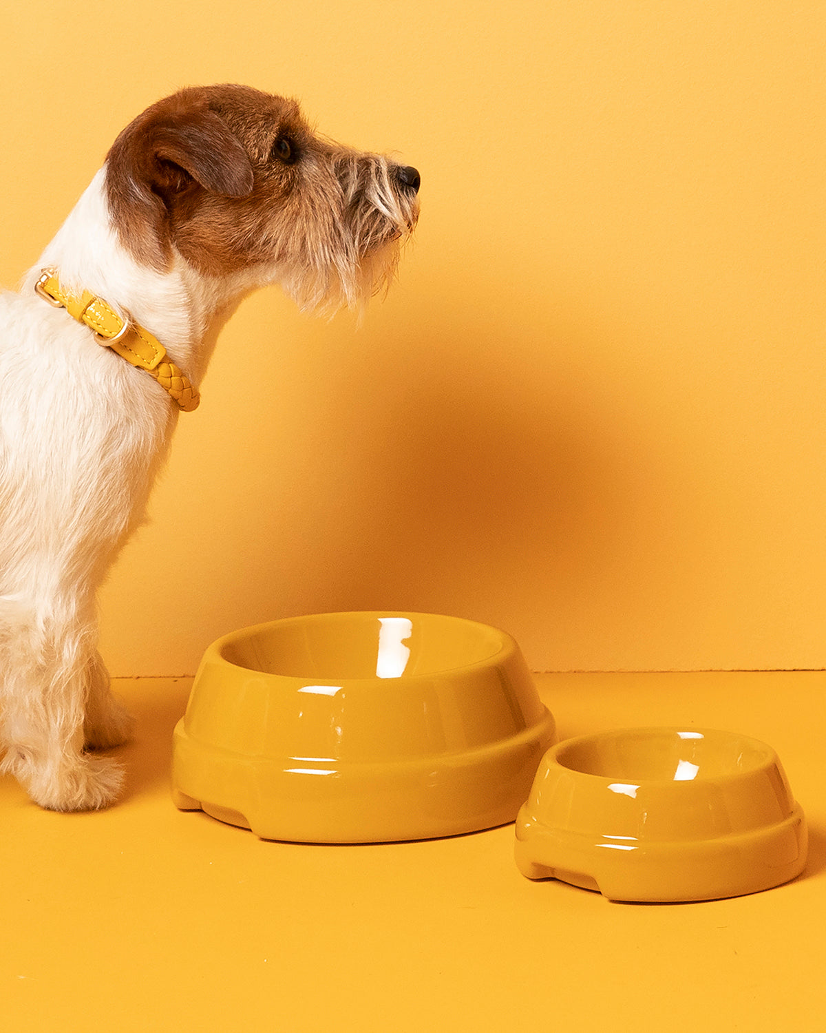 SEBASTIÃO DOG BOWLS |  קערה לכלב