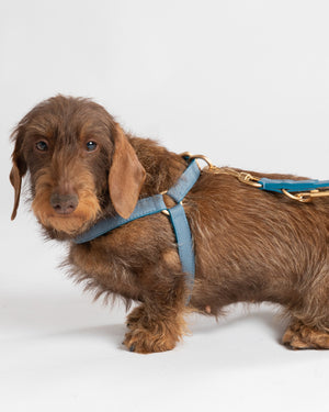 רתמה לכלב מעור נאפה איטלקי | MARIO NAPPA LEATHER DOG HARNESS