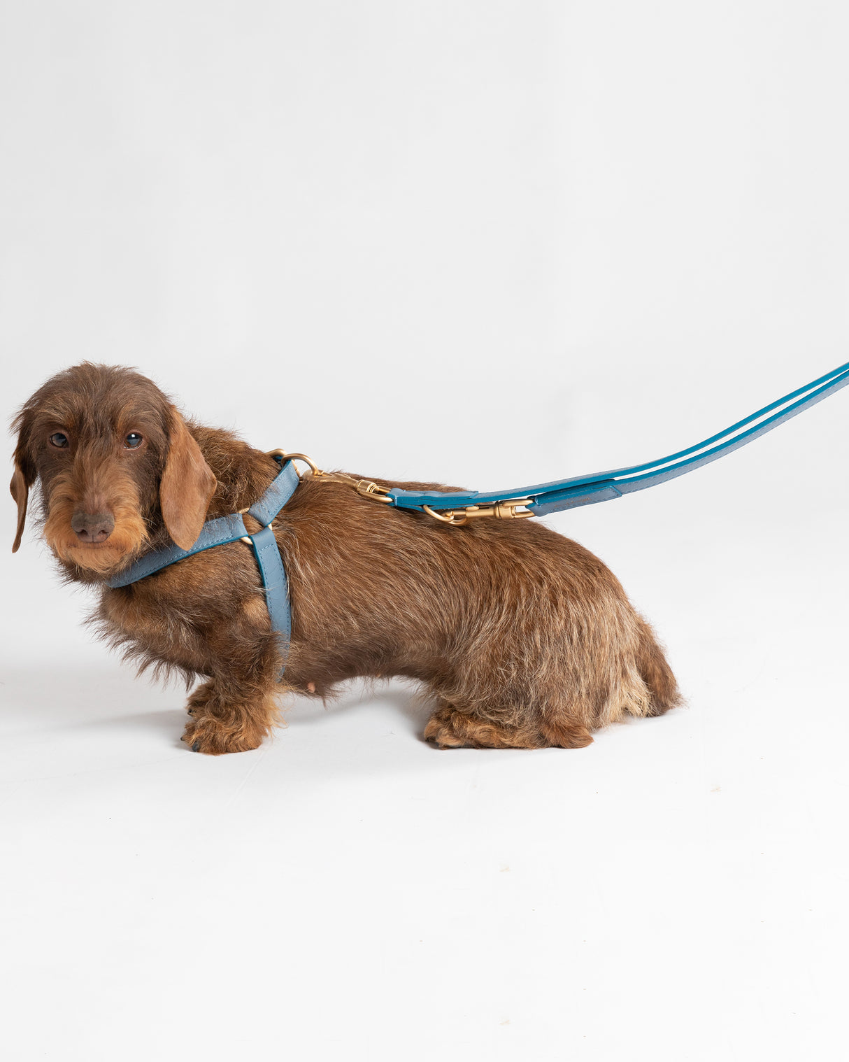 רתמה לכלב מעור נאפה איטלקי | MARIO NAPPA LEATHER DOG HARNESS