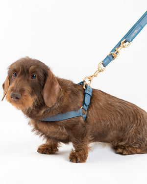 רתמה לכלב מעור נאפה איטלקי | MARIO NAPPA LEATHER DOG HARNESS
