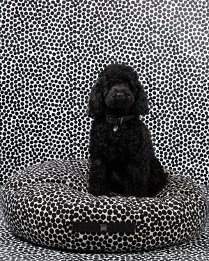 FULVIO DOTTO COLLECTION BED | מיטת פוף לכלב