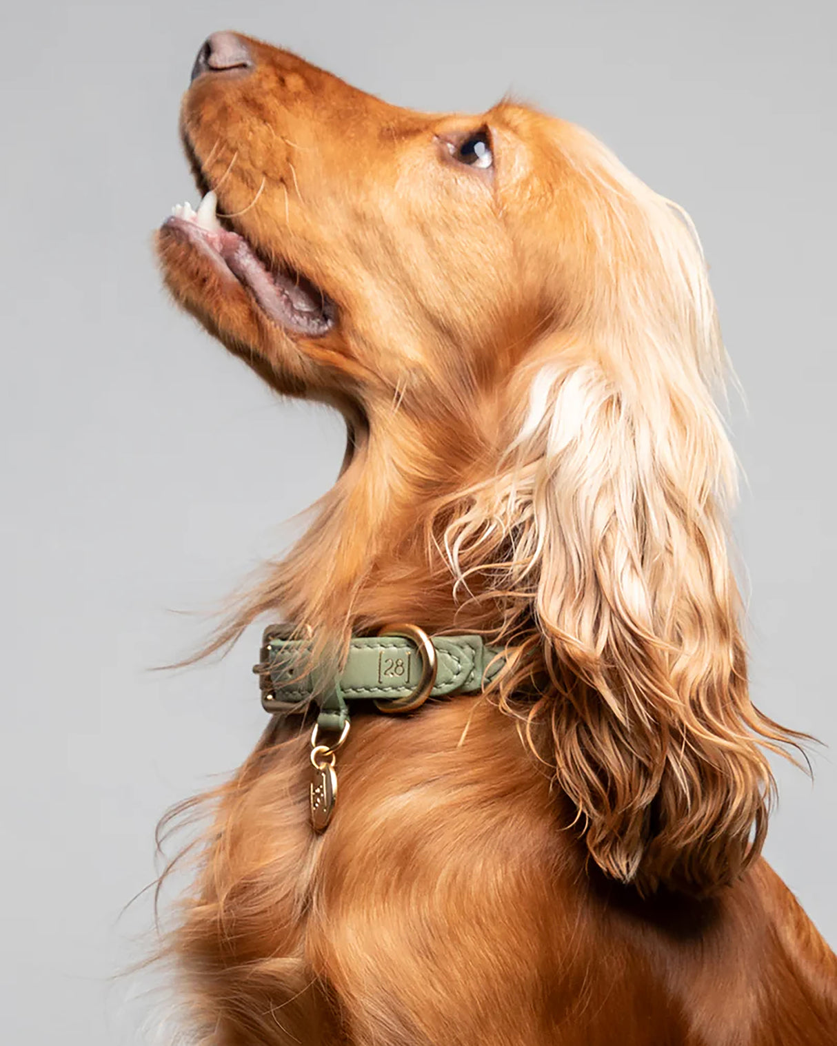 קולר קלוע לכלב מעור נאפה איטלקי | FERDINANDO NAPPA LEATHER COLLAR
