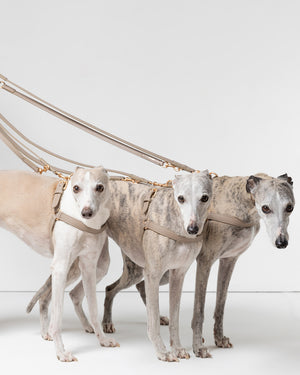 רתמה לכלב מעור נאפה איטלקי | MARIO NAPPA LEATHER DOG HARNESS