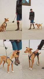 VERONA LEATHER DOG HARNESS | רתמת עור לכלב