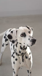 FORESTA DOG SNUFFLE TOYS SET |  סט צעצועי ריחרוח לכלבים