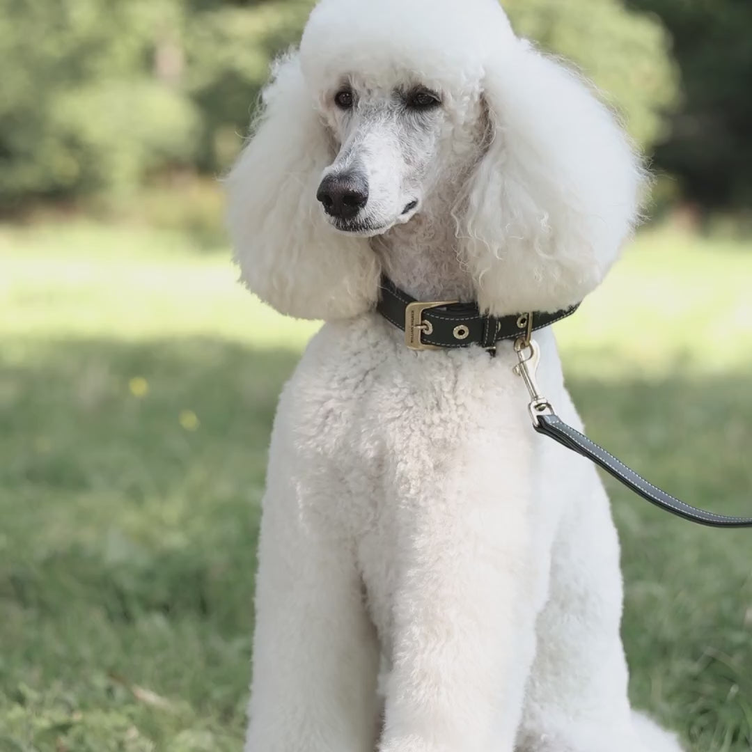 Luxe Suede Leather Dog Leash | רצועת עור ארוכה ומתכווננת לכלב