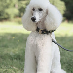 Luxe Suede Leather Dog Leash | רצועת עור ארוכה ומתכווננת לכלב