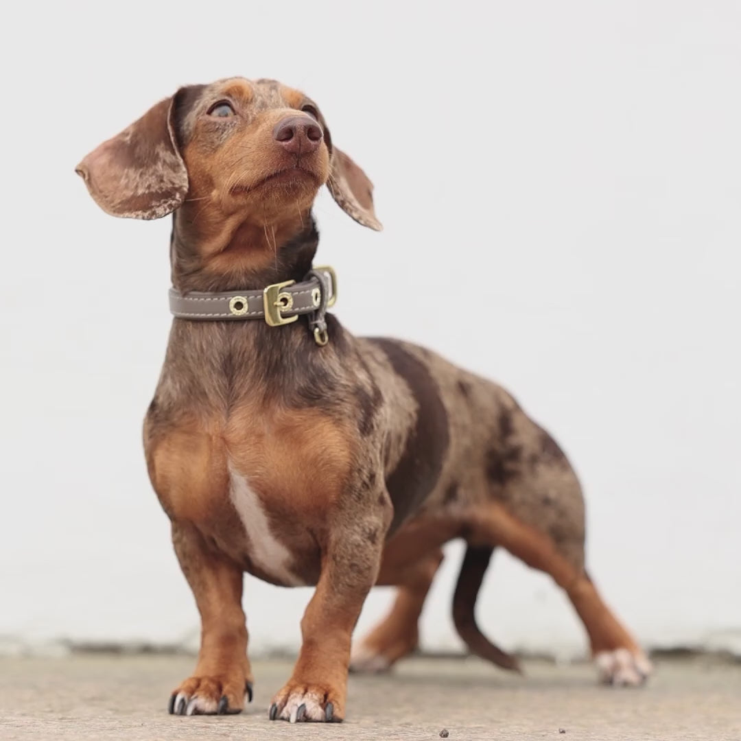 Luxe Smooth Leather Dog Collar | קולר עור נאפה לכלב