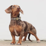 Luxe Smooth Leather Dog Collar | קולר עור נאפה לכלב