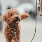 Plain Leather Collar | קולר עור לכלב