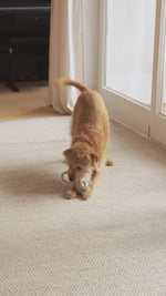 NODO DOG ROPE TOY |  חבל משחק לכלב
