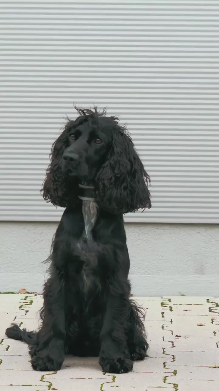 EMILIA DOG COAT | מעיל לכלב