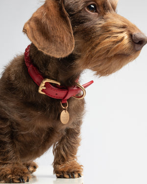 קולר קלוע לכלב מעור נאפה איטלקי | FERDINANDO NAPPA LEATHER COLLAR