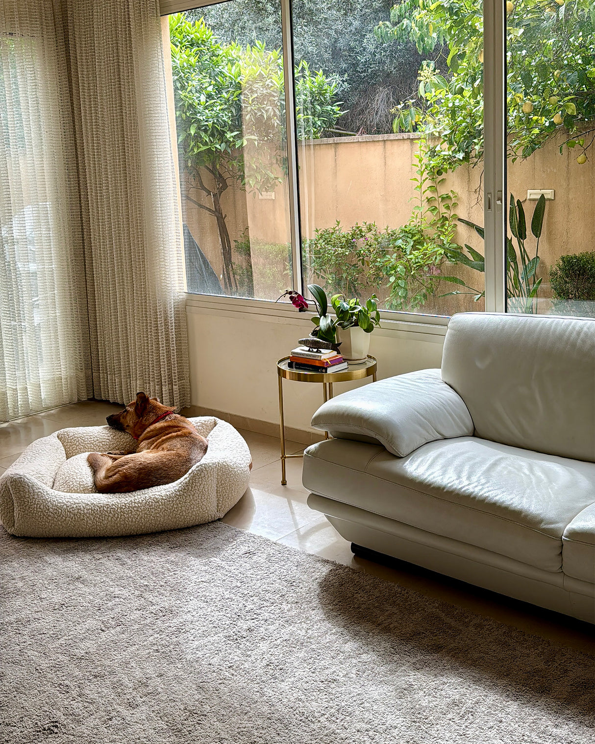 מיטה לכלב מצמר בוקלה טבעי | HENRI DOG BED