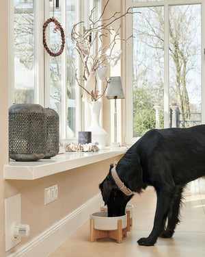 Elevated Dog Bowls Set | סט קערות לאכילה מוגבהת לכלב