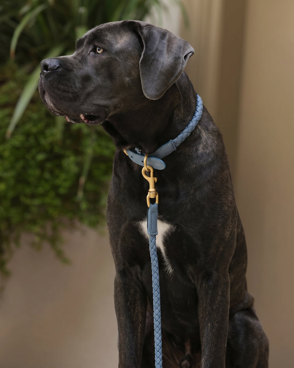 קולר קלוע לכלב מעור נאפה איטלקי | FERDINANDO NAPPA LEATHER COLLAR